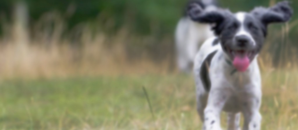 Pet Header image