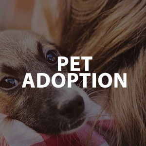 Image that reads "Pet adoption"