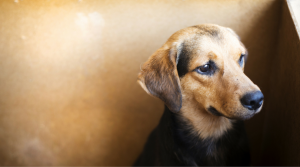 Labor Day Adoption Special from Animal Services