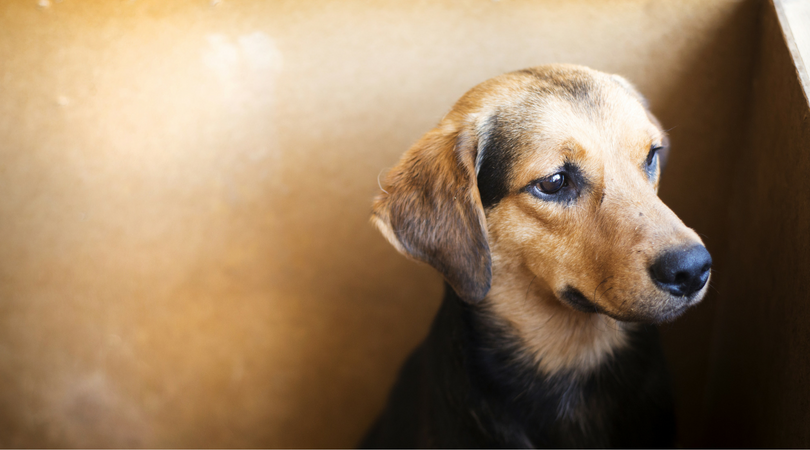 Labor Day Adoption Special from Animal Services