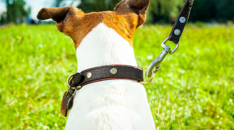 Photo of a dog on leash for the Mayor's Walk at Huntsville Botanical Garden