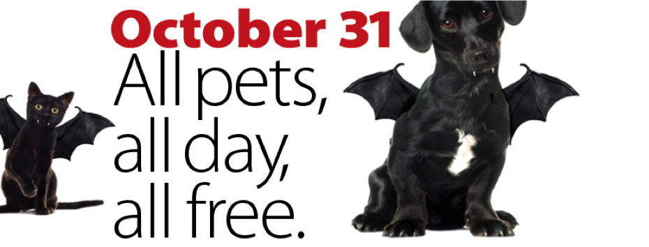 Image of Halloween Special pet Adoptions