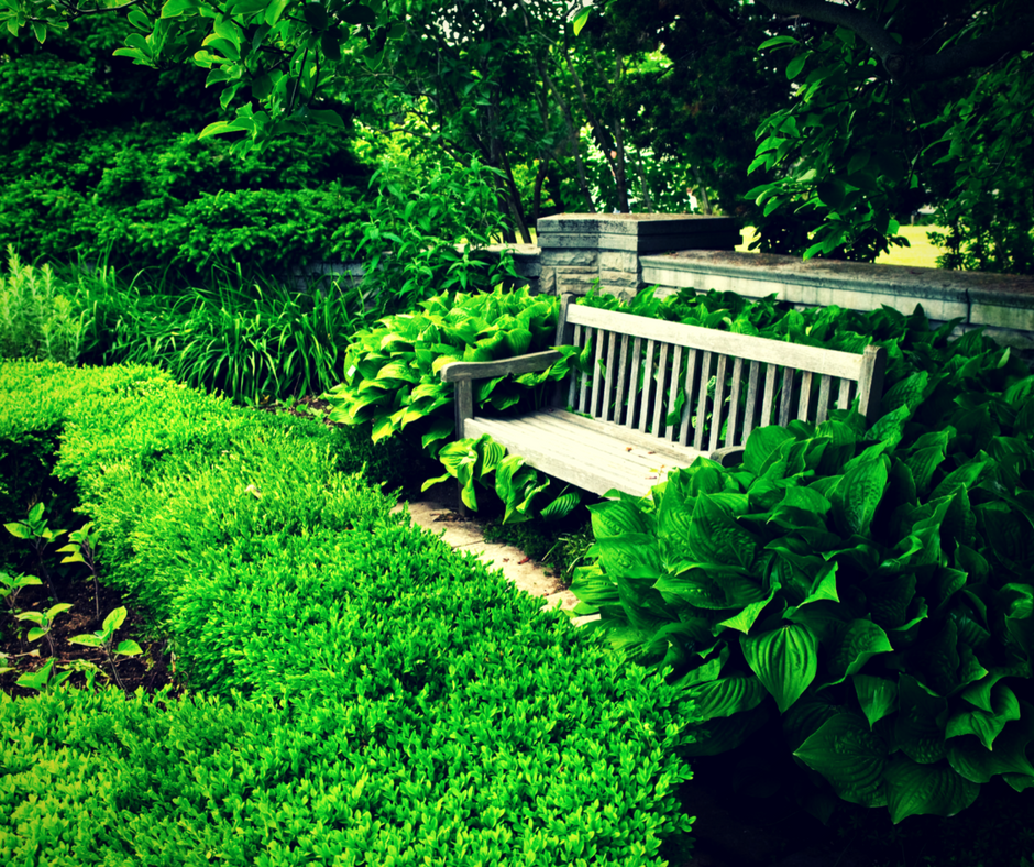 Hosta plants surrounding a wooden bench