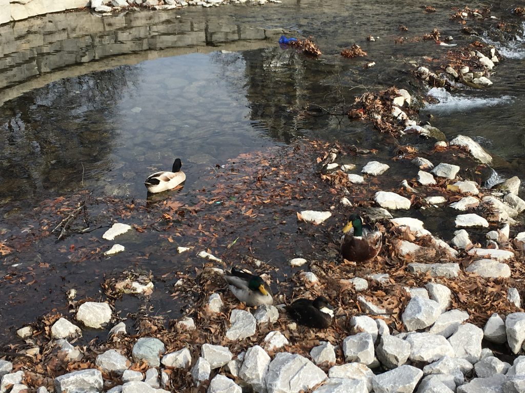 Native ducks are already enjoying the new water features