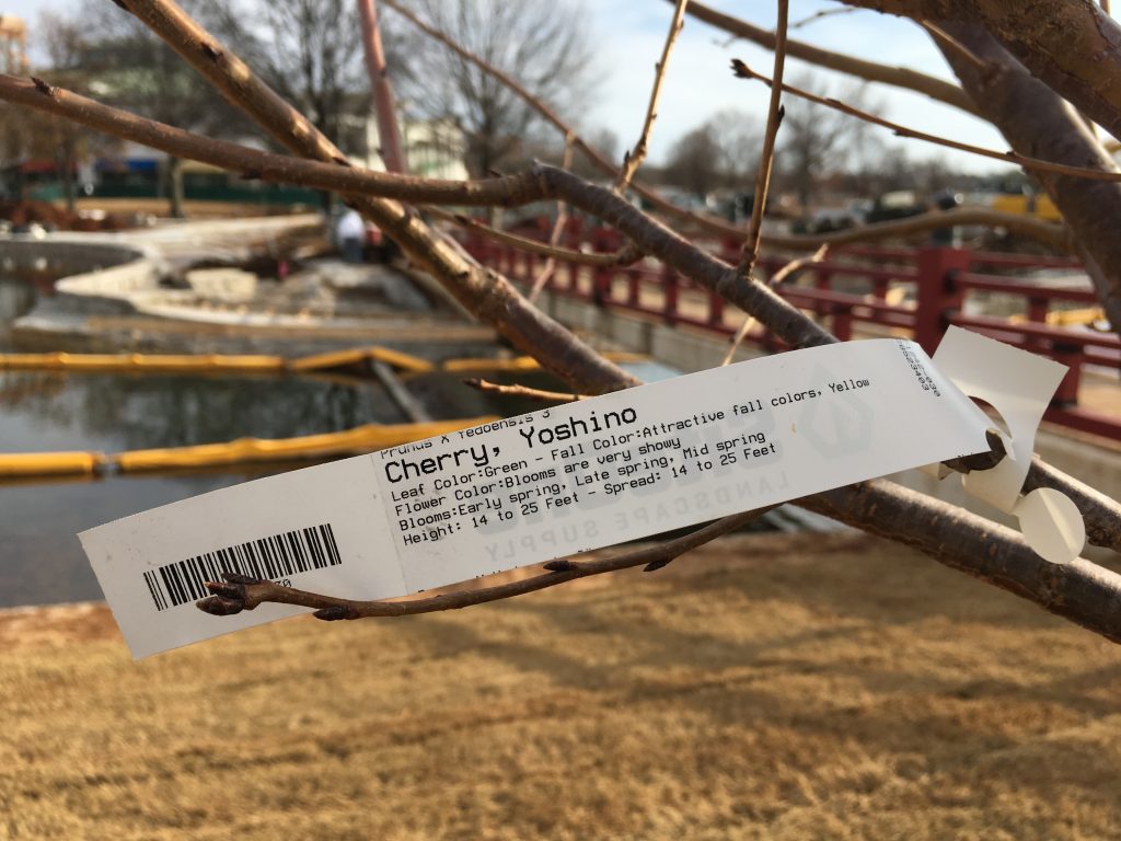 Cherry Tree label