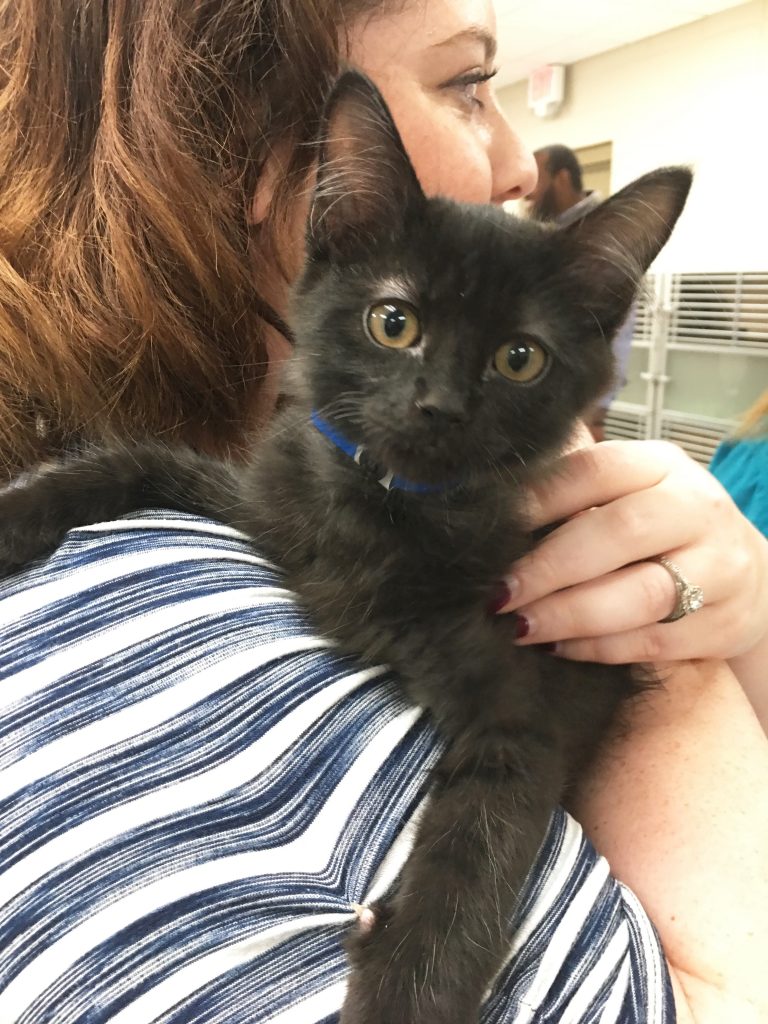 Photo of black kitten for adoption