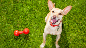 Picture of a dog with a toy