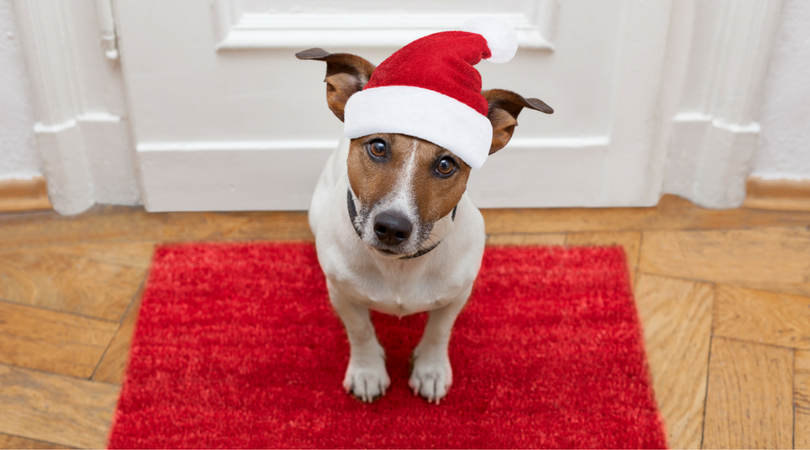 Photo of a dog in a santa's hat