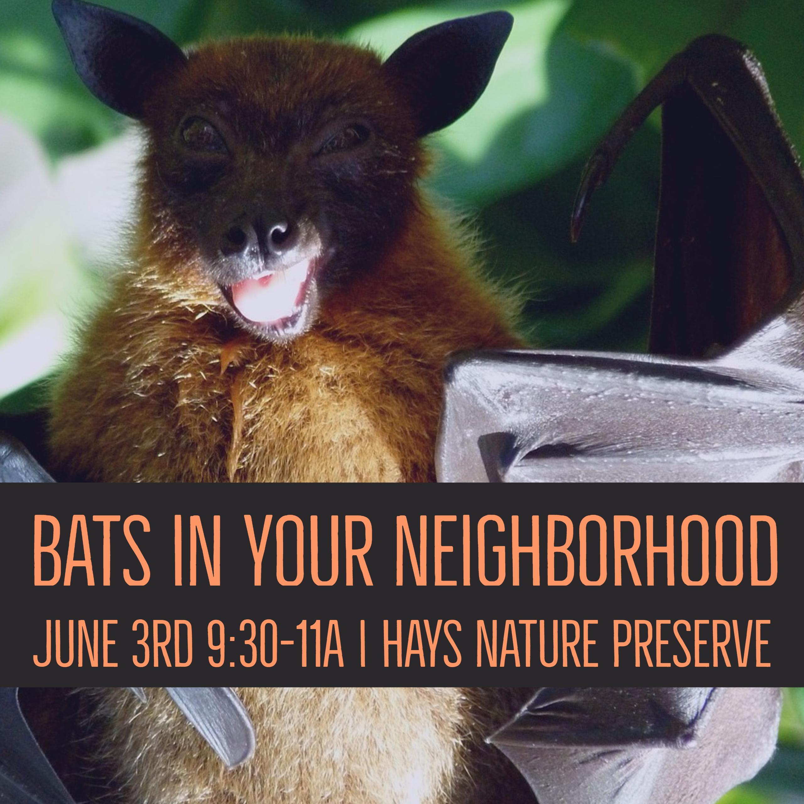Neighborhood bats
