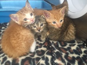 Kittens at Huntsville Animal Services