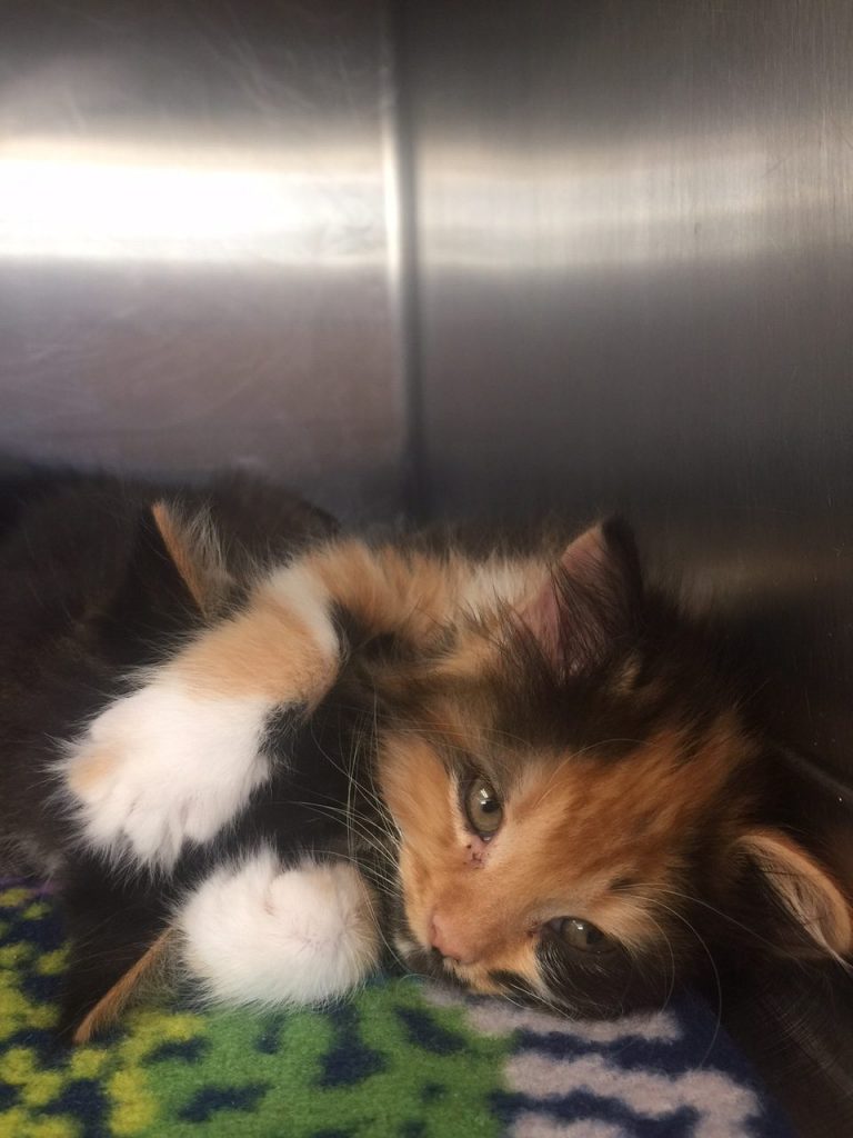 Kittens at Huntsville Animal Services