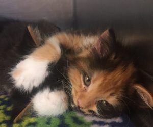 Kittens at Huntsville Animal Services