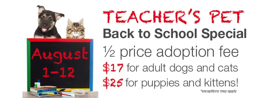image of cats and dogs in back to school adoption special