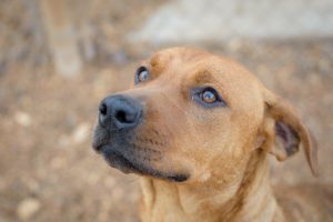 Huntsville Animal Services - Adopt-able dog