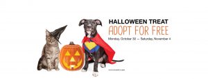 photo of Halloween pet adoptions