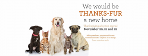picture of animals to adopt during Thanksgiving special