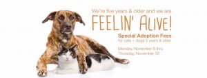 Senior Pet Adoption