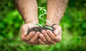 picture of a person holding a plant in their hand