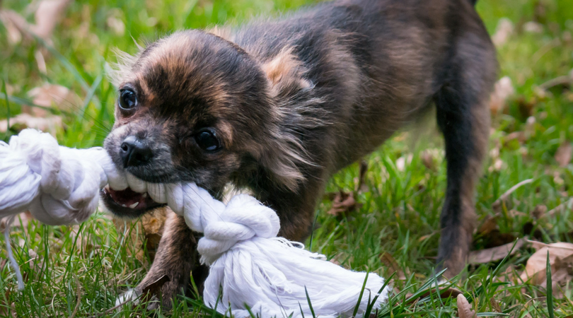 Santa Paws Pet Toy Holiday Drive