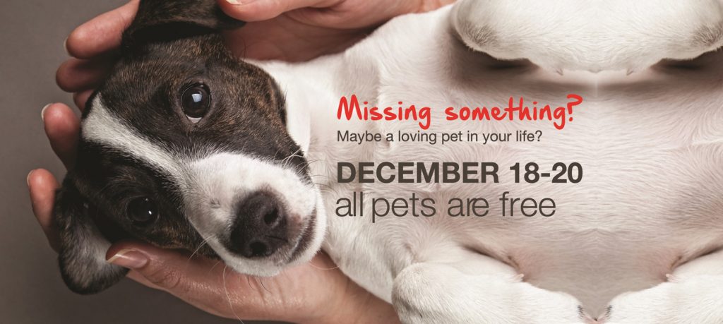 Missing Something Pet Adoption Special