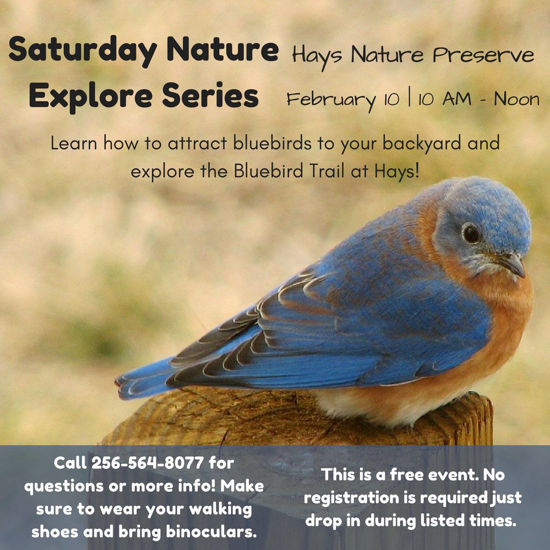 nature explore saturday series attracting bluebirds nature explore saturday series attracting bluebirds