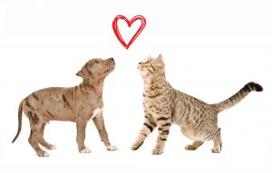 Be My Furry Valentine Adoption Special