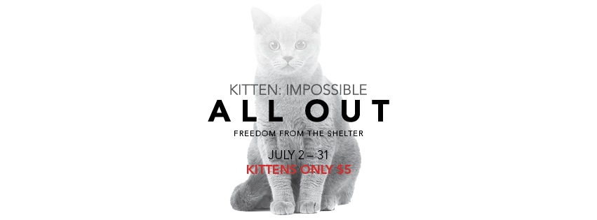 Kitten Impossible