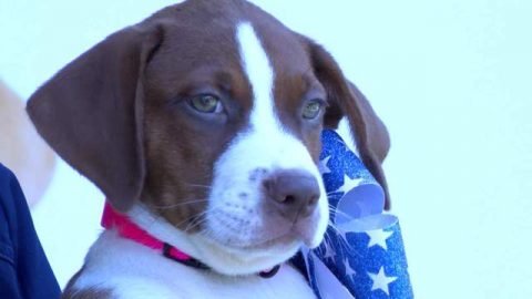 Image for Veterans Adopt for Free with Huntsville Animal Service’s “Operation Troops & Tails”