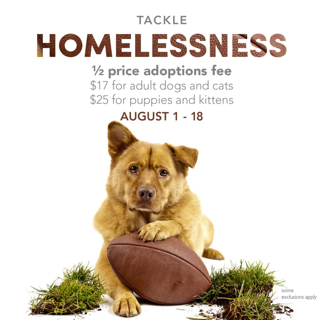 Pet Adoption Tackle Homelessness
