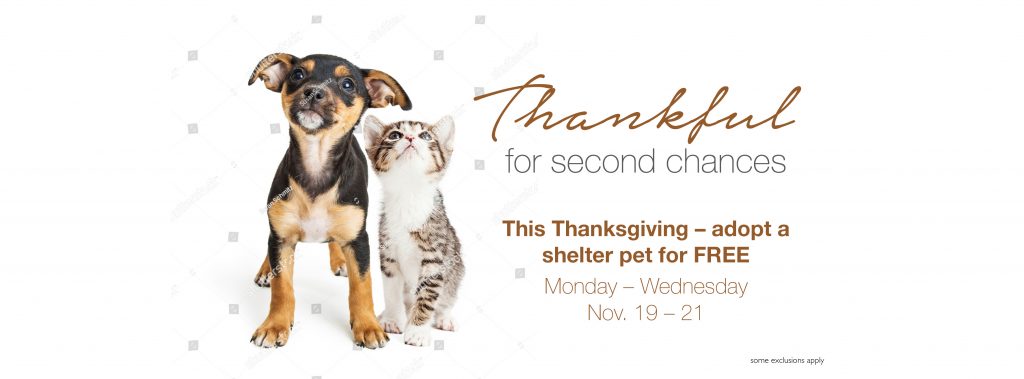 Free pet adoptions for Thanksgiving