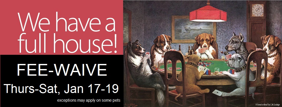 Picture of dogs playing poker