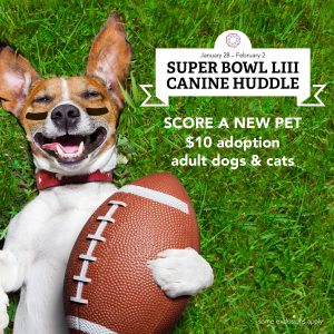 Photo of dog with football to entice people to adopt a pet