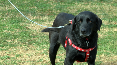 Image for “No Chain” ordinance enforces humane living conditions for outdoor dogs