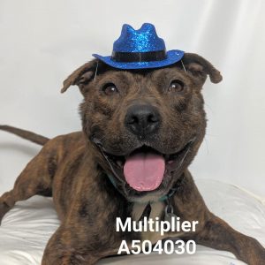 Adoptable dog at Huntsville Animal Services