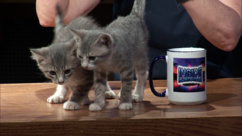 Image for Huntsville Animal Services