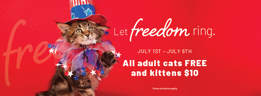 photo of kittens for adoption wearing red, white and blue