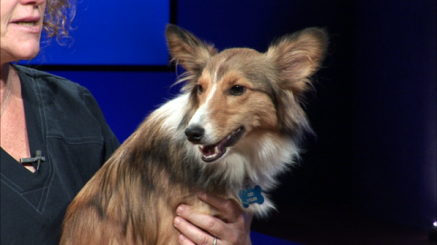 Image for Huntsville Animal Services: The Importance of Adopting and Fostering