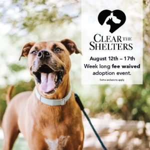 Picture of dog waiting to be adopted