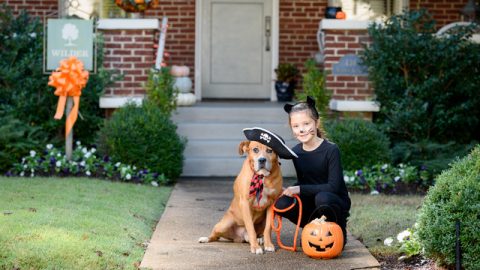 Image for Find Your BOO: Give Shelter Pets a Home for Halloween