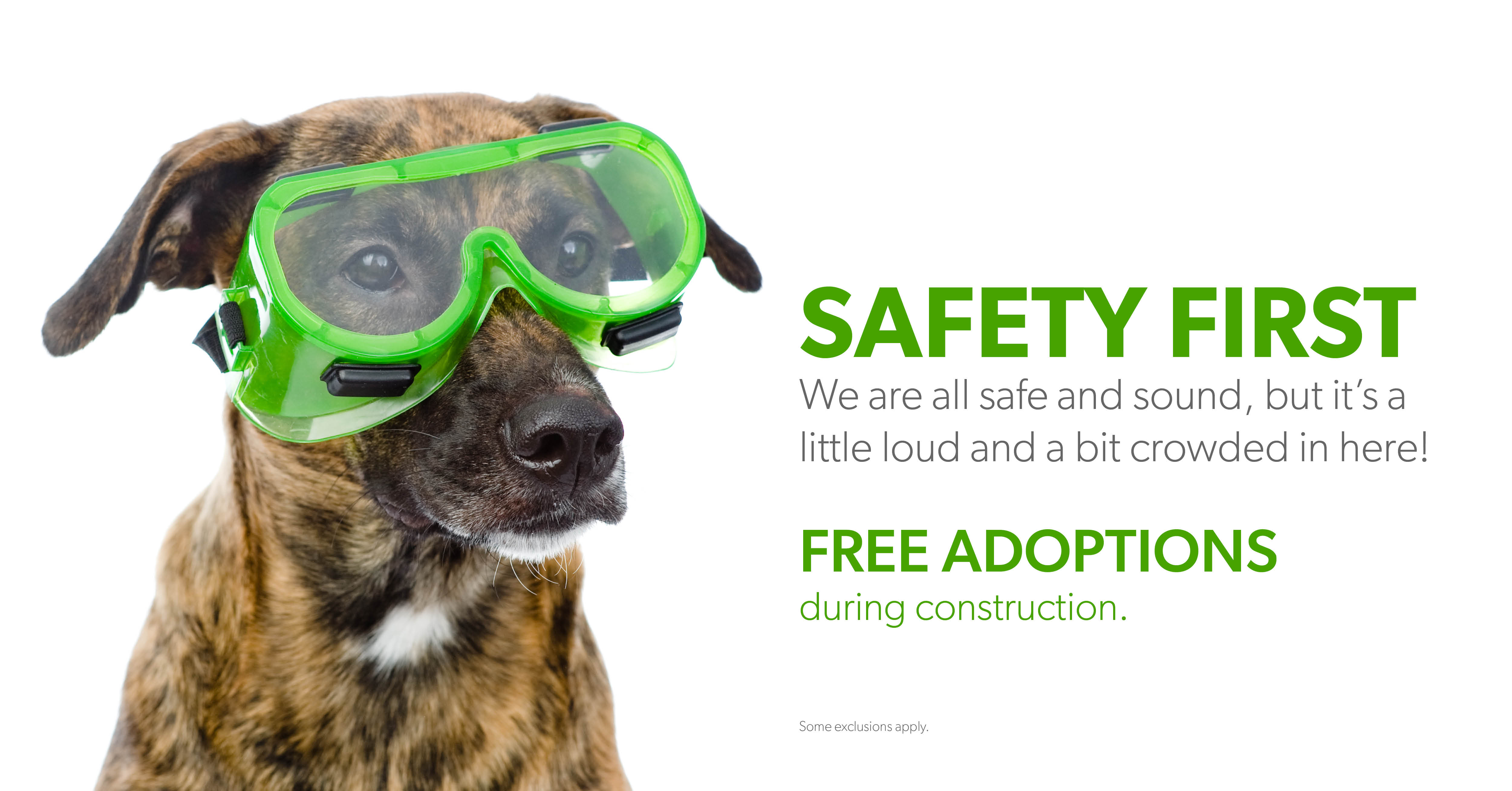 Photo of dog wearing safety glasses