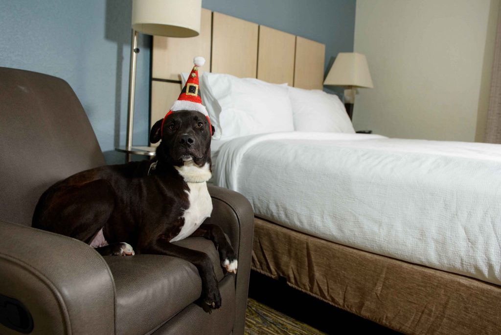 Santa Paws: Animal Services, Visitors Bureau team up to promote adoptable dogs at local pet-friendly hotels 