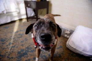 Santa Paws: Animal Services, Visitors Bureau team up to promote adoptable dogs at local pet-friendly hotels