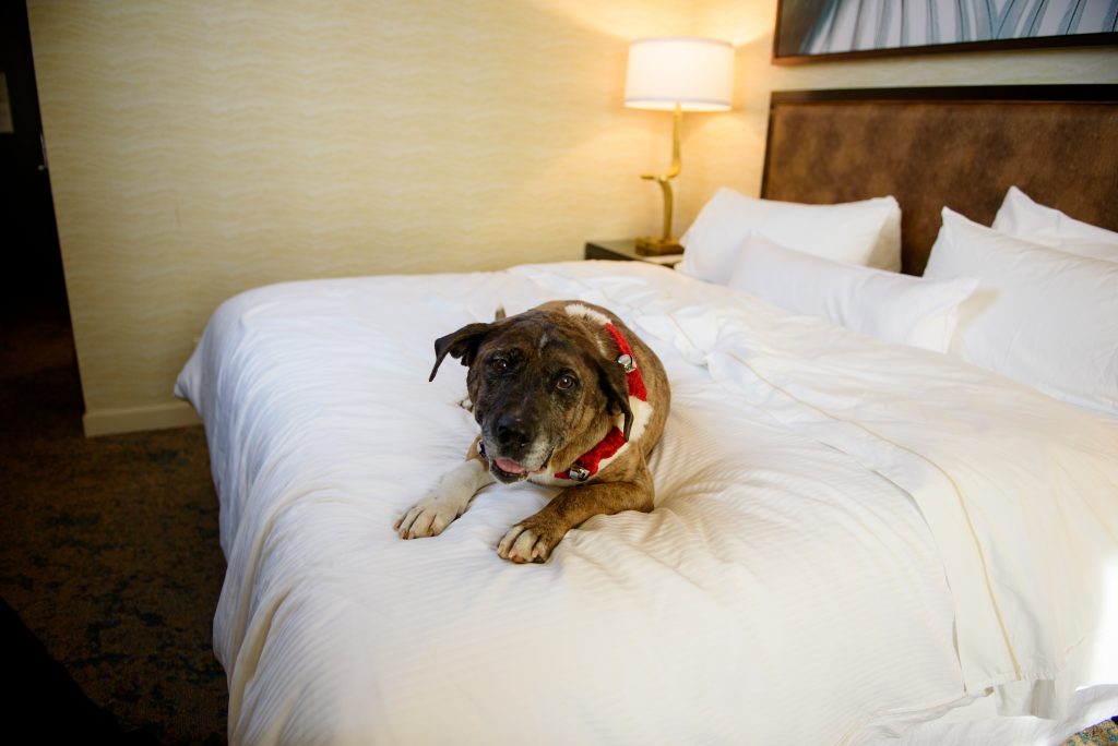Santa Paws: Animal Services, Visitors Bureau team up to promote adoptable dogs at local pet-friendly hotels 