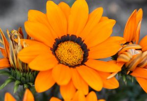 close up of Gazania rigens flower, sometimes called treasure flower, blooming in spring in the garden