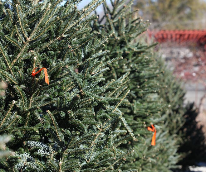 Photo of a christmas tree on its side