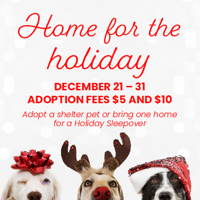 Help a Shelter pet go home for the Holidays! - City of Huntsville