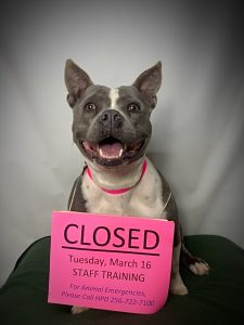 A dog wears a sign around his neck stating HAS will be closed March 16, 2021
