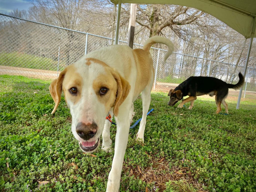 Two mixed-breed dogs play outside Huntsville Animal Services.