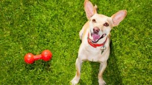 A dog poses for a photo next to a red chew toy