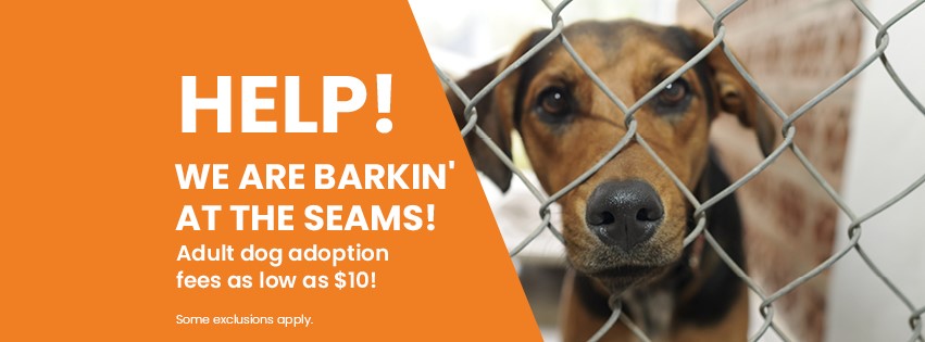 A photo of a brown dog behind a chain-link fence next to verbiage that reads, "Help! We are barkin' at the seams! Adult dog adoption fees as low as $10!